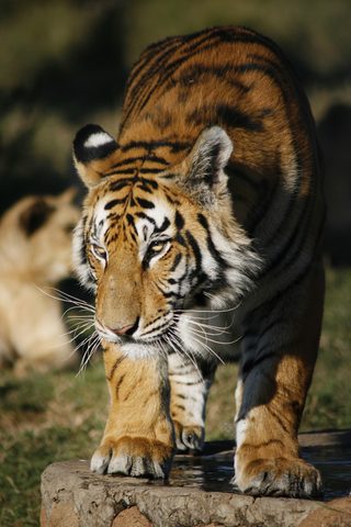 Animals Phone Wallpaper