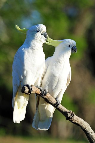 Animals Phone Wallpaper