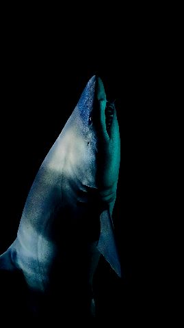 Animals Phone Wallpaper