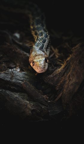 Animals Phone Wallpaper
