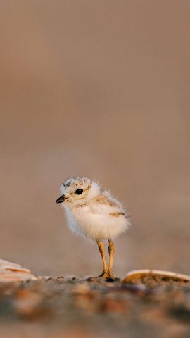 Animals Phone Wallpaper