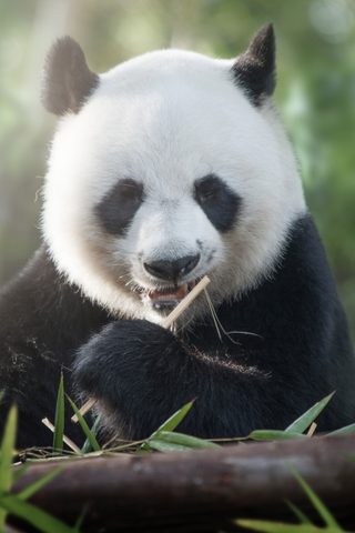 Animals Phone Wallpaper