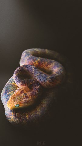 Animals Phone Wallpaper