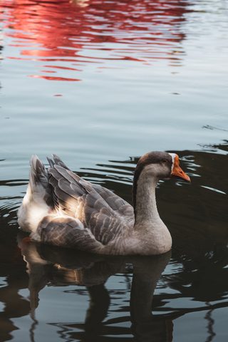 Animals Phone Wallpaper