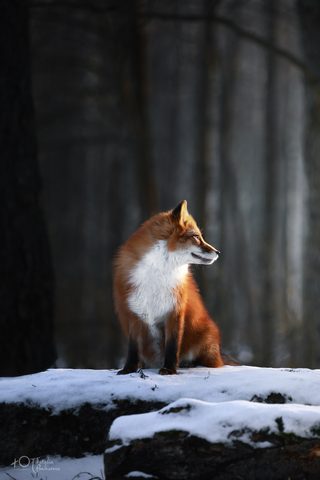 Animals Phone Wallpaper
