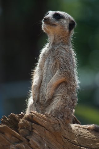 Animals Phone Wallpaper