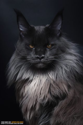 Animals Phone Wallpaper