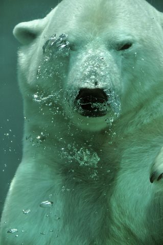 Animals Phone Wallpaper