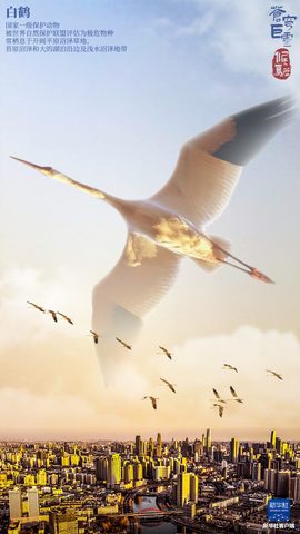 Animals Phone Wallpaper