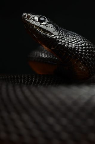 Animals Phone Wallpaper