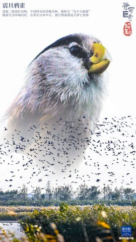 Animals Phone Wallpaper