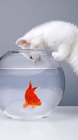Animals Phone Wallpaper