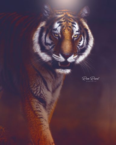 Animals Phone Wallpaper