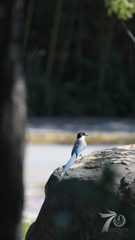 Animals Phone Wallpaper