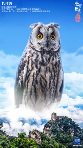 Animals Phone Wallpaper