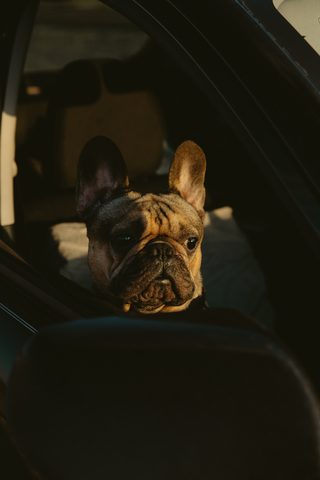 Animals Phone Wallpaper