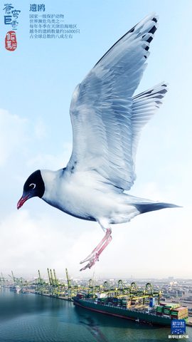 Animals Wildlife