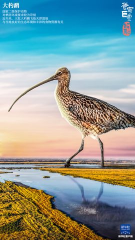 Animals Wildlife