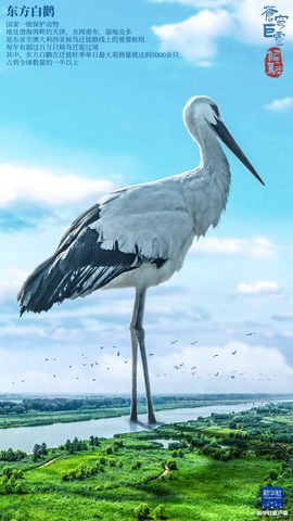 Animals Wildlife