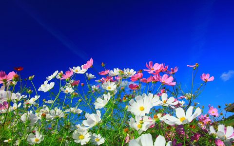 Flowers Desktop Wallpaper