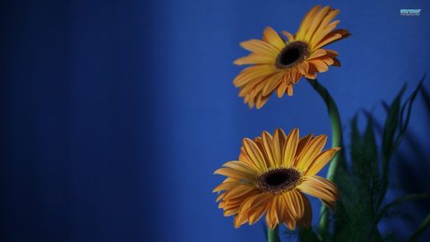 Flowers Desktop Wallpaper