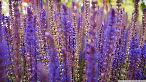 Flowers Desktop Wallpaper