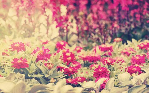Flowers Desktop Wallpaper