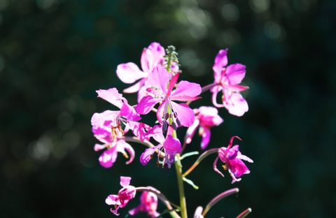 Flowers Desktop Wallpaper