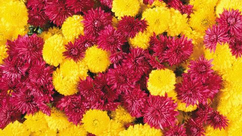 Flowers Desktop Wallpaper