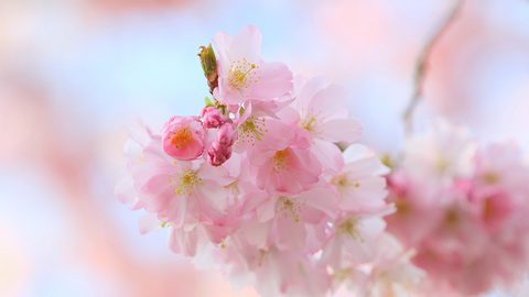 Flowers Desktop Wallpaper