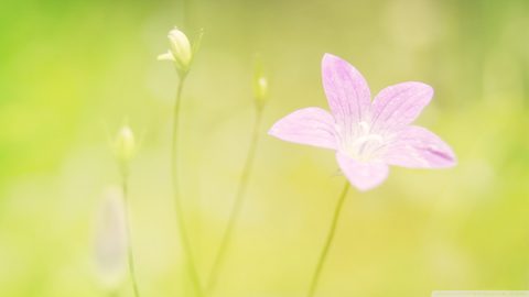 Flowers Desktop Wallpaper