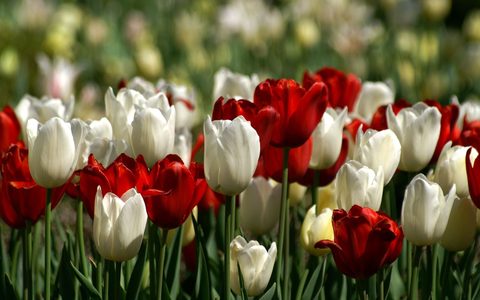 Flowers Desktop Wallpaper