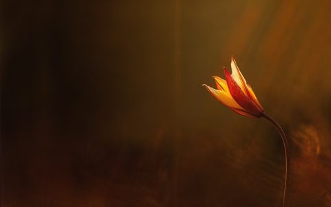 Flowers Desktop Wallpaper