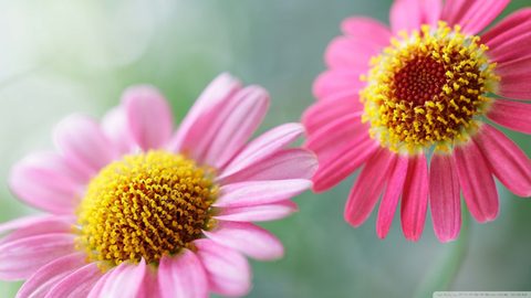 Flowers Desktop Wallpaper