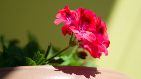 Flowers Desktop Wallpaper