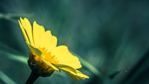 Flowers Desktop Wallpaper