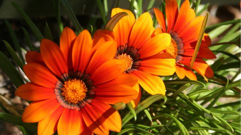 Flowers Desktop Wallpaper