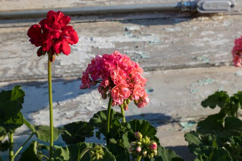 Flowers Desktop Wallpaper