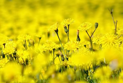 Flowers Desktop Wallpaper