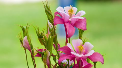 Flowers Desktop Wallpaper