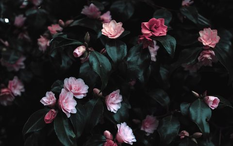Flowers Desktop Wallpaper