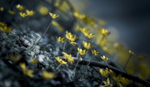 Flowers Desktop Wallpaper