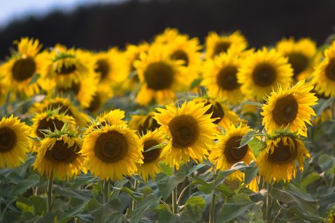 Flowers Desktop Wallpaper