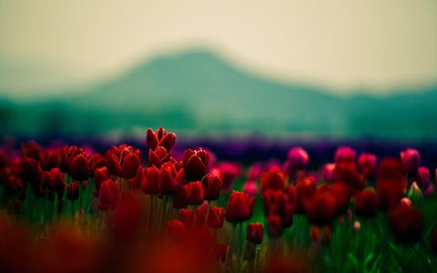 Flowers Desktop Wallpaper