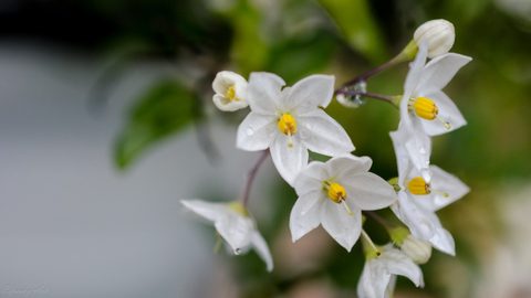 Flowers Desktop Wallpaper