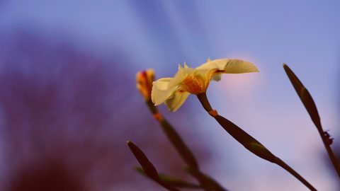 Flowers Desktop Wallpaper