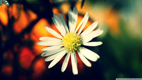 Flowers Desktop Wallpaper