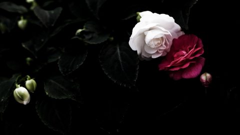 Flowers Desktop Wallpaper