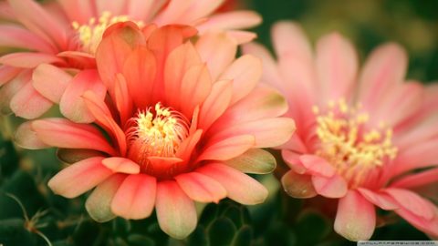 Flowers Desktop Wallpaper