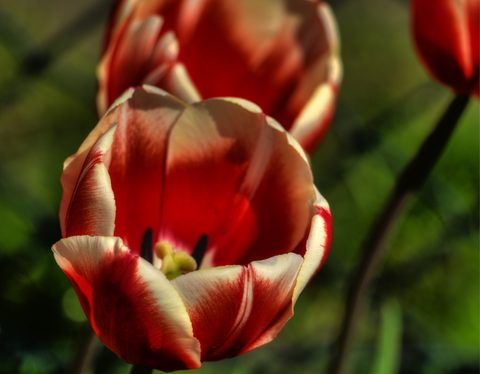 Flowers Desktop Wallpaper
